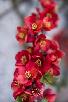 detail of red flowers of quince plant during spring season