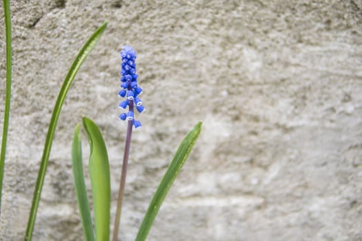 small blue flowers in front of concrete wall
