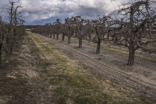 landscape with empty apple trees without leaves and fruits at the beginning of spring