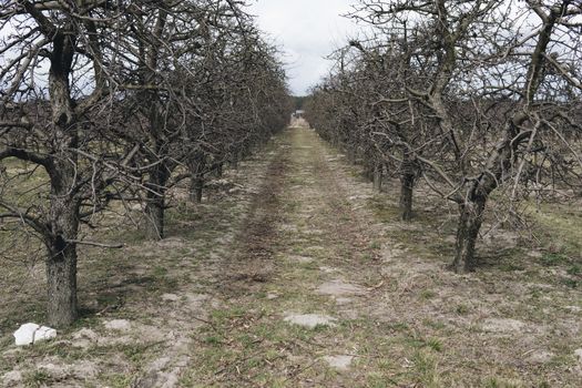 landscape with empty old apple trees without leaves and fruits at the beginning of spring