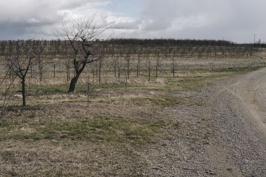 landscape with empty apple trees without leaves and fruits at the beginning of spring