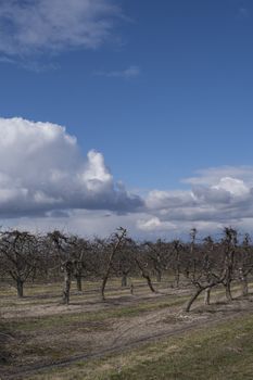 landscape with empty apple trees without leaves and fruits at the beginning of spring