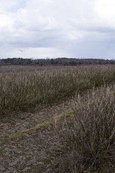landscape with a plantation of chokeberry bush at the beginning of spring 