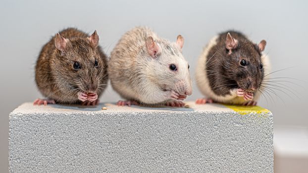Three young pet rats (brown, grey and black and white) sitting and eating next to each other on a gas concrete block.