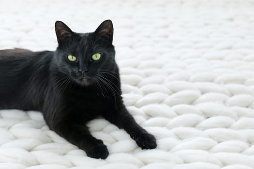 Black cat relaxing on white knitted merino plaid, enjoying warm and soft super chunky yarn blanket, cozy home and hygge trendy concept, scandinavian style