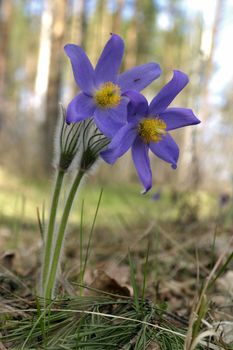 The flowers in the forest. Natural spring background.