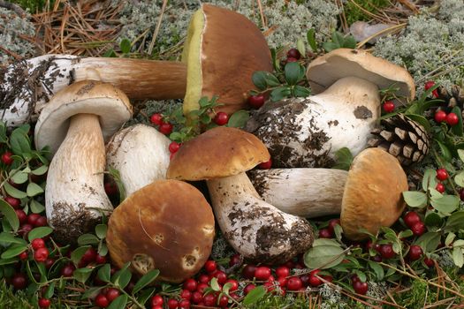 Edible mushroom in the forest on a sunny day, Boletus edulis.