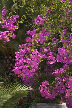 Blooming bougainvillea flowers as a background. Floral background.