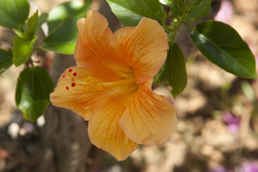 Close up view of blooming yellow hibiscus over bright background.