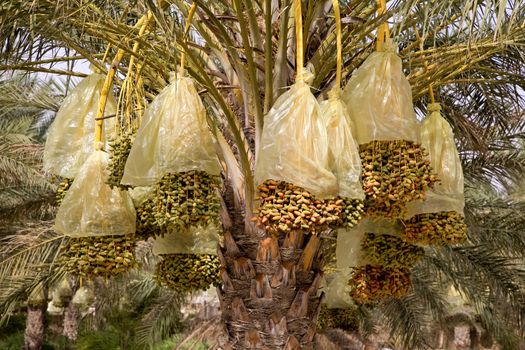 Fresh Dates from the Palm tree in Tunis.