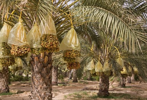 Fresh Dates from the Palm tree in Tunis.