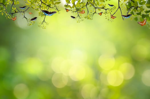 Leaf background bokeh blur green background