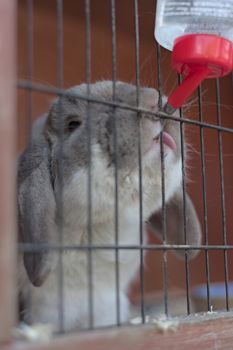 A pet dwarf lop ear rabbit licks at the drinks bottle whilst sitting in his hutch