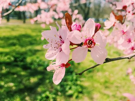 Apple tree flowers bloom, floral blossom in sunny spring