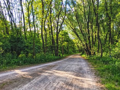 Countryside woods as rural landscape, amazing trees in green forest, nature and environment scenery