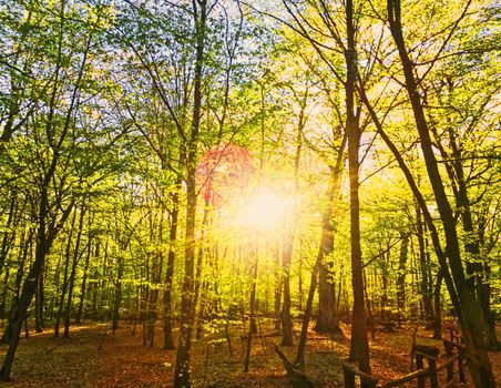Spring forest landscape at sunset or sunrise, nature and environment