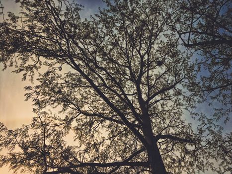 Beautiful trees and sky at sunset in spring, nature and background