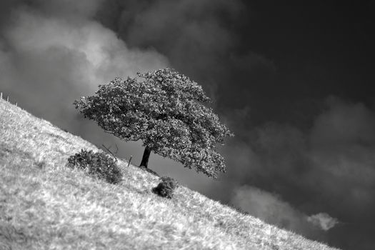 This photo was not taken wonky, as the reason the tree slopes with the incline of the hill is actually due to the sheep eating the lower leaves and so keeping the tree parallel to the ground