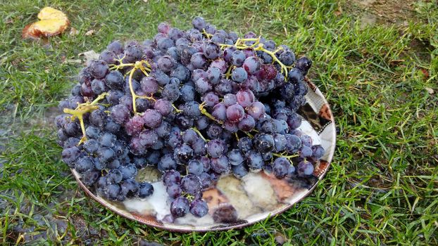 fresh harvested red ripe grape , waterdrops image