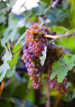 october morning shot of a ripe grapes in wineyard,image