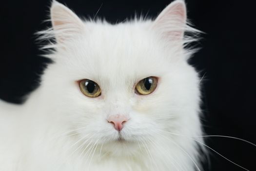 White Angora cat on a black background