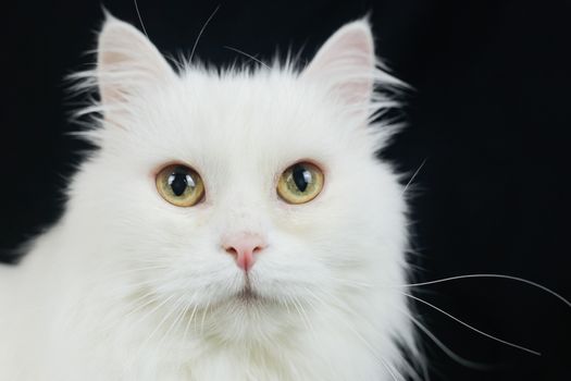 White Angora cat on a black background