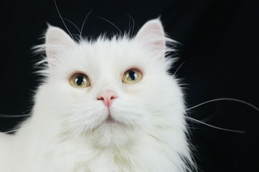 White Angora cat on a black background