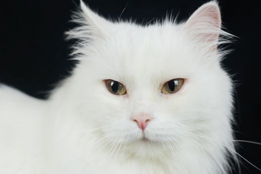 White Angora cat on a black background