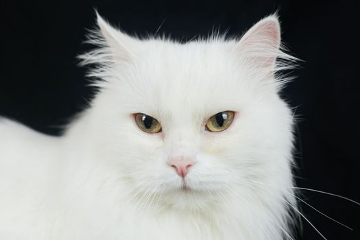 White Angora cat on a black background