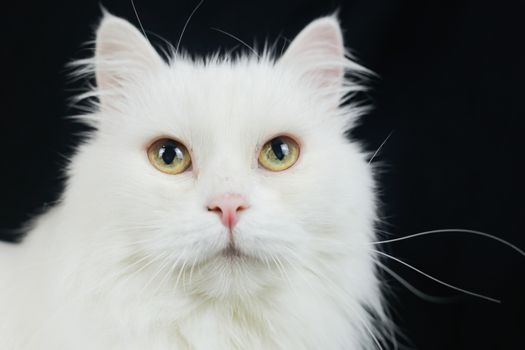 White Angora cat on a black background