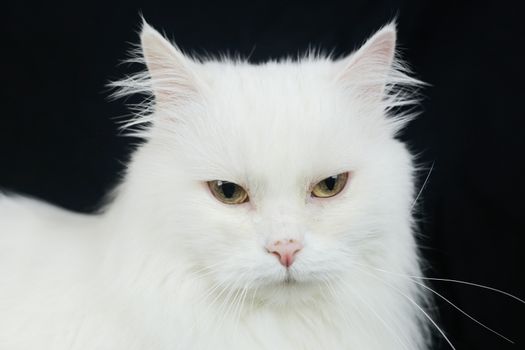 White Angora cat on a black background