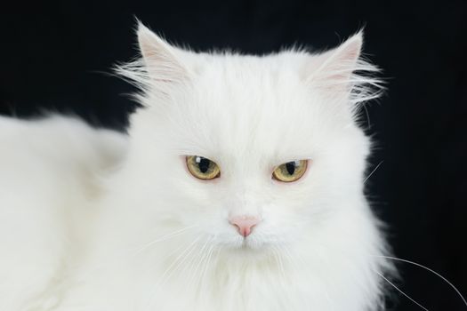 White Angora cat on a black background