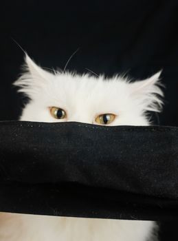 White cat in quarantine mask