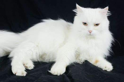 White Angora cat on a black background