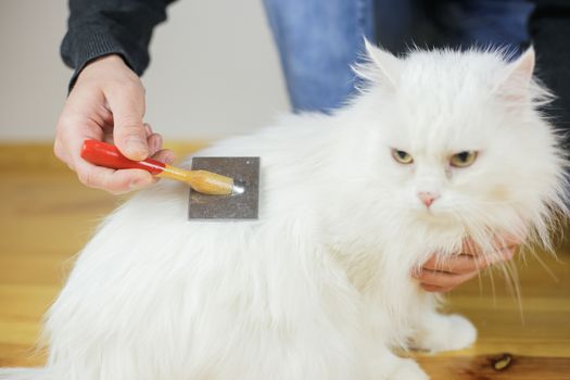 Cat combing. Long hair, cat's hairstyle. Pet care