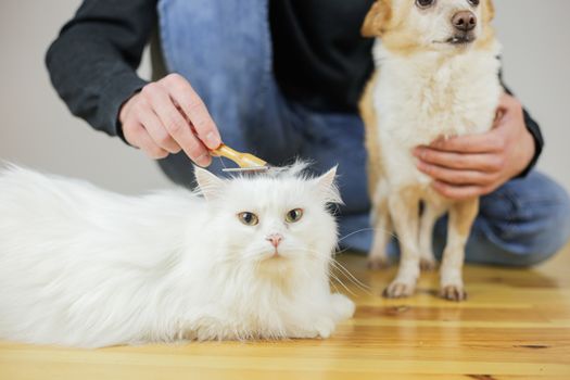 Cat combing. Long hair, cat's hairstyle. Pet care