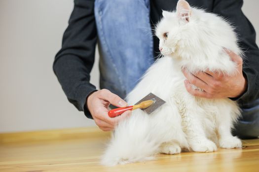 Cat combing. Long hair, cat's hairstyle. Pet care