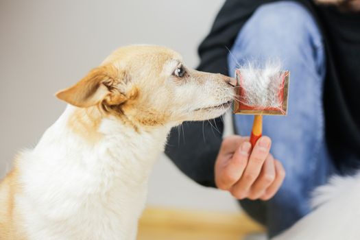 Combing a dog’s coat. Dog hairstyle. Pet care