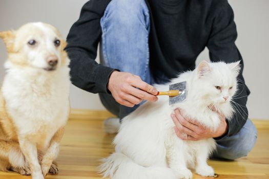 Cat combing. Long hair, cat's hairstyle. Pet care