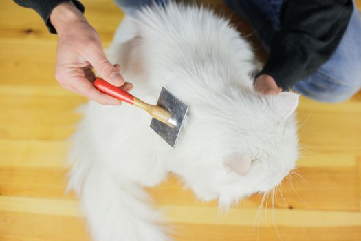Cat combing. Long hair, cat's hairstyle. Pet care