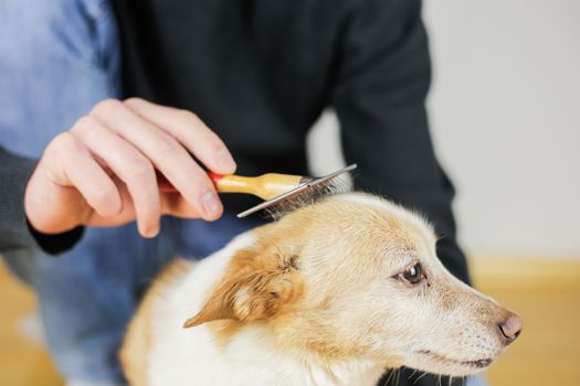 Combing a dog’s coat. Dog hairstyle. Pet care