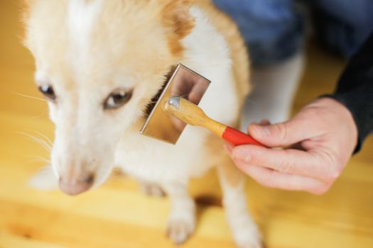 Combing a dog’s coat. Dog hairstyle. Pet care