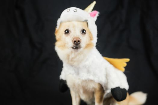 Dog in a funny unicorn costume. Dress, clothes for animals