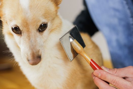 Combing a dog’s coat. Dog hairstyle. Pet care