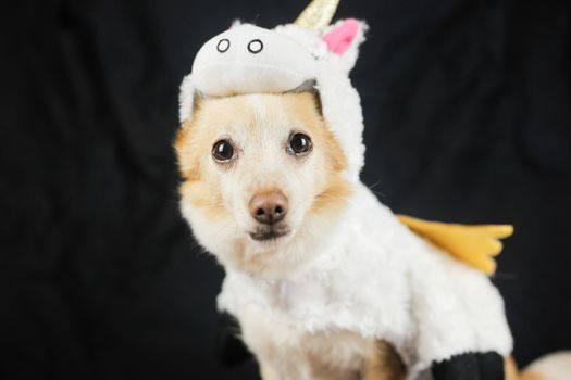 Dog in a funny unicorn costume. Dress, clothes for animals