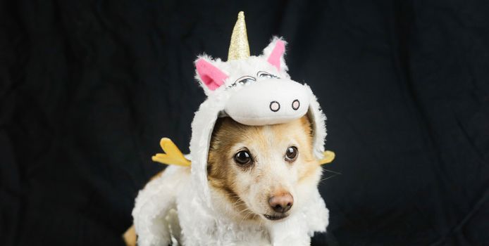 Dog in a funny unicorn costume. Dress, clothes for animals