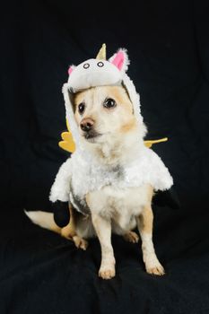 Dog in a funny unicorn costume. Dress, clothes for animals