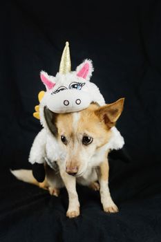 Dog in a funny unicorn costume. Dress, clothes for animals