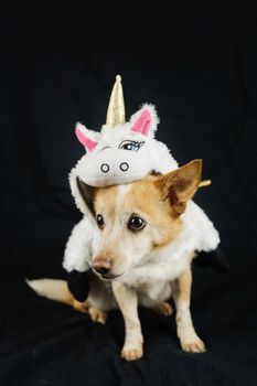 Dog in a funny unicorn costume. Dress, clothes for animals