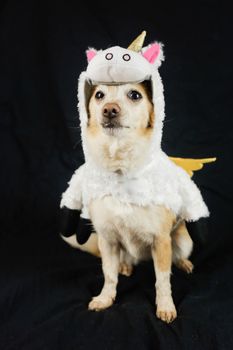 Dog in a funny unicorn costume. Dress, clothes for animals